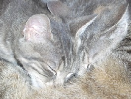 Zita und Mia 4,5 Monate alt