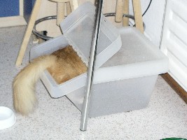 Merlin - Warum nicht gleich in der Futterbox ein Schläfchen halten?