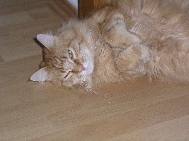 Ich bin überhaupt nicht anschmiegsam. Ich will bloß 23,5 Stunden am Tag kuscheln