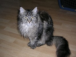 Ich gucke nur so böse. Bin aber ganz lieb.