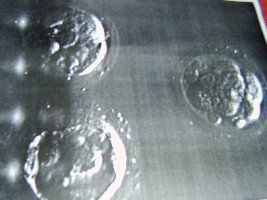 Unser 3 süßen Hoffnungsträger!!