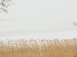 schlei vom nebel bedeckt