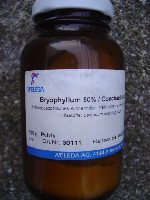 Bryophyllum.jpg