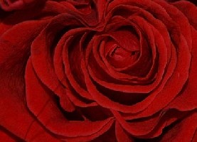 rose.jpg