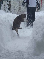 Zita beim Schneeballfangen