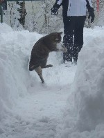 Zita beim Schneeballfangen.