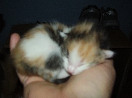 Lieber ein Kätzchen in der Hand, als einen Kater auf dem Dach!
<br />Ach nee, der Spruch ging irgendwie anders ;o)