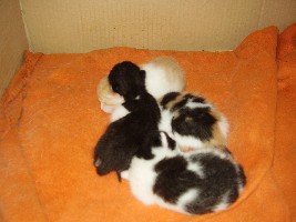 Die 4 Neuen Katzen ;o)