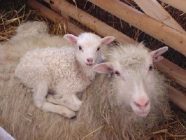 Lamm6.jpg