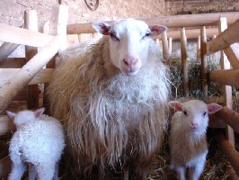 Lamm7.jpg