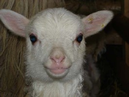 Lamm1.jpg