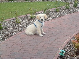 sunny vom dogland 001.jpg