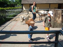 Lucas im Streichelzoo.jpg