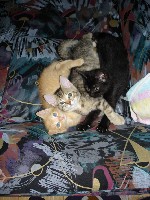 19.06.2006 HALLO.jpg