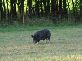 minipig1.jpg