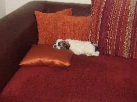 Einfach nur groggy ;o)