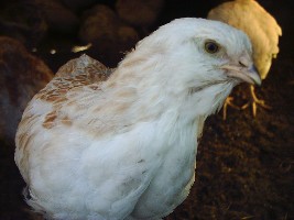 septemer2009 019.jpg