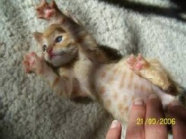 Sunrise 060921a_1.jpg