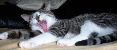 boah...müder kater ......