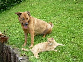 dina &amp;amp; merlin