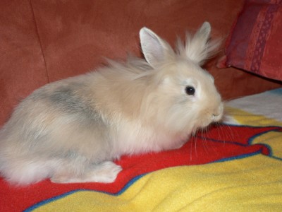 Unser Löwenköpfchen