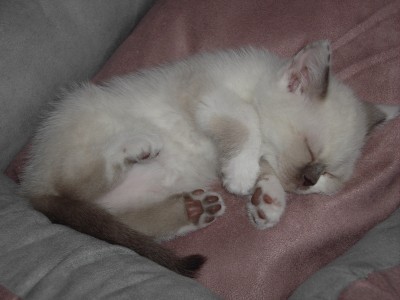 Lilly02.jpg