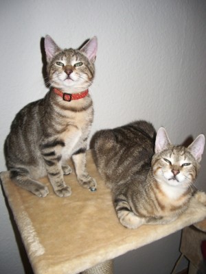 Kurt und Phisto, eineiige Zwillinge, geb. 08-06