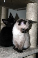 Das sind meine Miaus, die es auch genz schön schffen mich auf Trab zu halten und ein bisschen die Stimmung aufhelen :-)