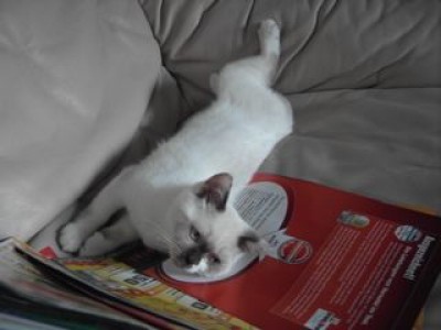 1-Lilly erobert Werbung .jpg