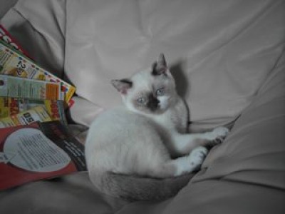 2-Lilly erobert Werbung.jpg