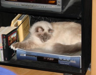 so finden wir unsere Leo meist wenn wir ins Bett wollen