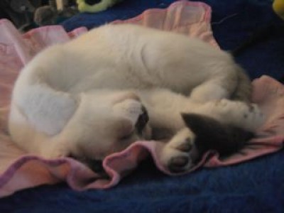 1-Lilly gibt sich selbst ein Kinnhaken-04.04.07.jpg