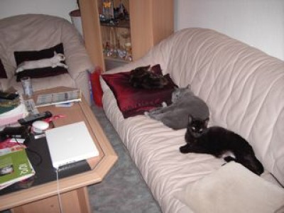 1-16 sweety Samtpfoten-04.04.07.jpg