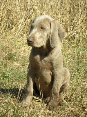 Süßer, 11 Wochen.jpg