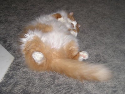 Garfield