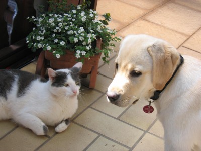 Annäherungsversuche