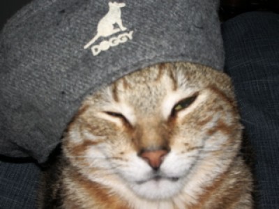 Ein Kater mit Hutgesicht!