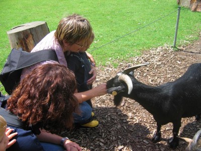 echt niedlich...(die Ziege!) *grins*