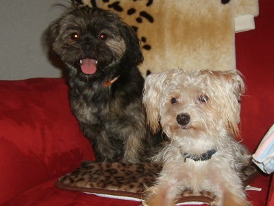 der kleine dunkle ist einer meiner Welpen / mein kleiner Balu mit seiner Freundin