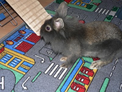 Hallo, ich bin Elea!