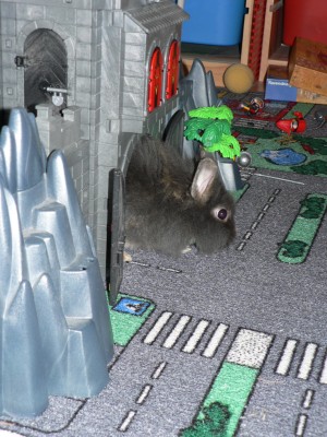 Mit Playmo kann man auch als Ninchen gut spielen