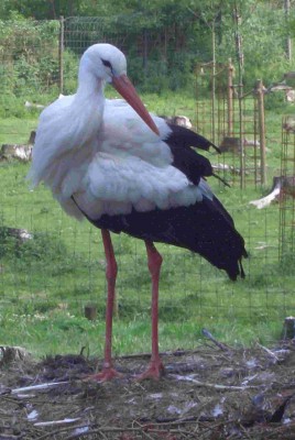 Storch.jpg