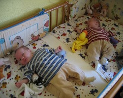 Zwei Gestreifte1 bearb.jpg