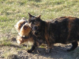Das sind unser Yorki und unsere Katze