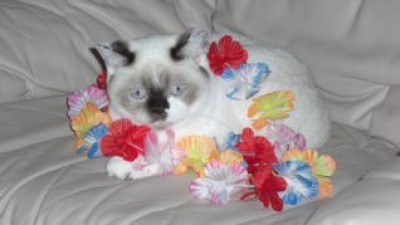 Unser Hula-Hup-Mädchen-19.08.07.jpg