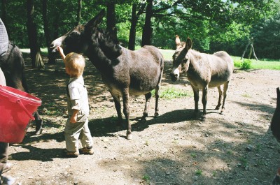 Yannis kitztelt den Esel