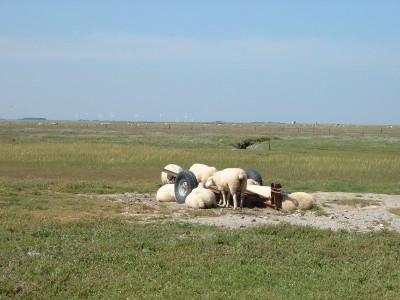 Schafe auf Nordstrandischmoor ;-)