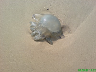 Qualle am Strand von Sylt