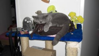 Eliot will in Frauchens Handtasche.jpg