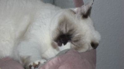 Kleine Pennmaus Lilly.jpg